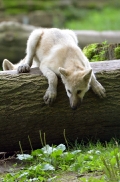 Pup3m12SpringeBineG_Pup-02