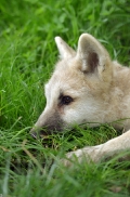 Pup3m12SpringeBineG_Pup-03