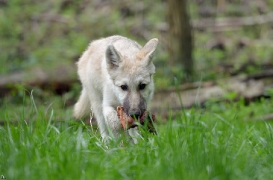 Pup3m12SpringeBineG_Pup-04