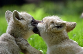 Pup3m12SpringeBineG_Pup-06