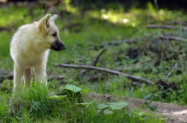 Pup3m12SpringeBineG_Pup-09