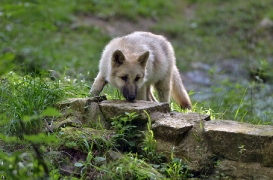 Pup3m12SpringeBineG_Pup-12