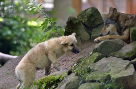 Pup3m12SpringeBineG_Pup-13