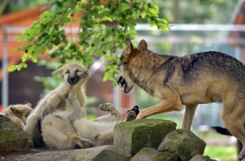 Pup3m12SpringeBineG_Pup-16