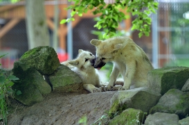 Pup3m12SpringeBineG_Pup-17