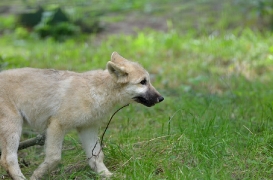 Pup3m12SpringeBineG_Pup-18