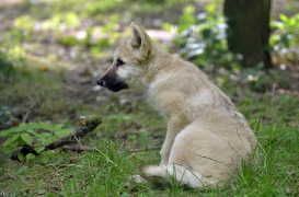 Pup3m12SpringeBineG_Pup-19