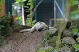 Pup3m12SpringeBineG_Pup-20