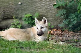 Pup3m12SpringeBineG_Pup-21