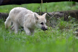 Pup3m12SpringeBineG_Pup-22