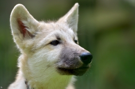 Pup3m12SpringeBineG_Pup-23