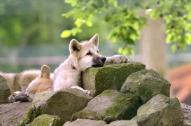 Pup3m12SpringeBineG_Pup-24