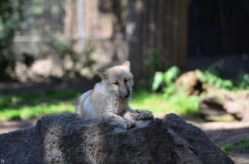 Pup3m12ZooBerlinBineG_Pup-01