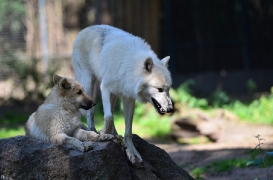 Pup3m12ZooBerlinBineG_Pup-03