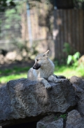 Pup3m12ZooBerlinBineG_Pup-05
