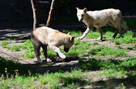 Pup3m12ZooBerlinBineG_Pup-07