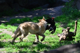 Pup3m12ZooBerlinBineG_Pup-08
