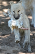 Pup3m12ZooBerlinBineG_Pup-10