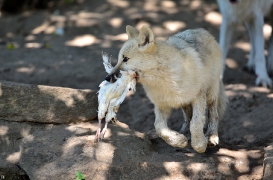 Pup3m12ZooBerlinBineG_Pup-11