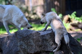 Pup3m12ZooBerlinBineG_Pup-12