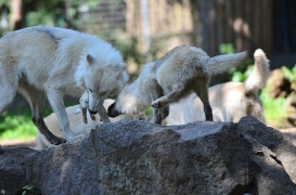 Pup3m12ZooBerlinBineG_Pup-13