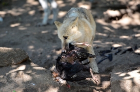 Pup3m12ZooBerlinBineG_Pup-15