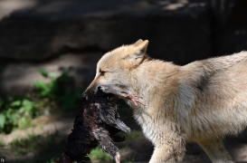 Pup3m12ZooBerlinBineG_Pup-16