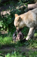 Pup3m12ZooBerlinBineG_Pup-17