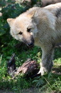 Pup3m12ZooBerlinBineG_Pup-18