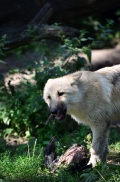 Pup3m12ZooBerlinBineG_Pup-19