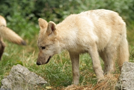 Pup3m13DuisburgKati_02