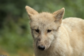 Pup3m13DuisburgKati_03