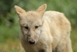 Pup3m13DuisburgKati_04