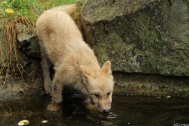 Pup3m13DuisburgKati_09