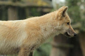 Pup3m13DuisburgKati_10