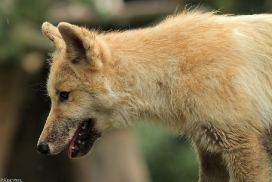 Pup3m13DuisburgKati_11