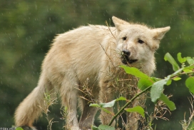 Pup3m13DuisburgKati_15