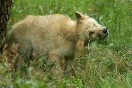 Pup3m13DuisburgKati_17