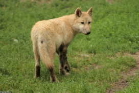 Pup3m13DuisburgKati_18