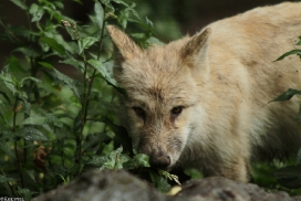 Pup3m13DuisburgKati_19