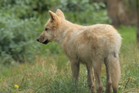 Pup3m13DuisburgKati_22