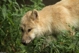 Pup3m13DuisburgKati_23