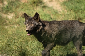 Pup4m11MergentheimKati_blir-02
