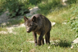 Pup4m11MergentheimKati_blir-03