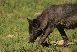 Pup4m11MergentheimKati_blir-07