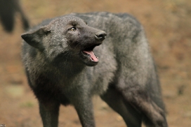 Pup4m12EderseeKati_Ceyla-07