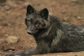 Pup4m12EderseeKati_Ceyla-09