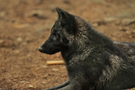 Pup4m12EderseeKati_Ceyla-10