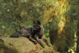 Pup4m12EderseeKati_Ceyla-13
