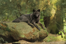 Pup4m12EderseeKati_Ceyla-14